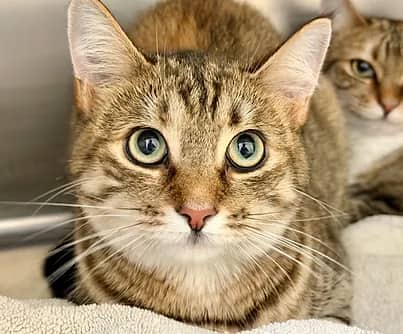 Croissant - Domestic Shorthair available for adoption