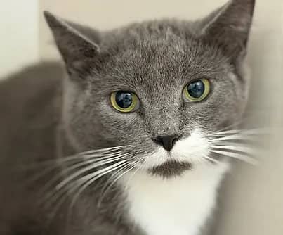 Jungle - Domestic Shorthair available for adoption