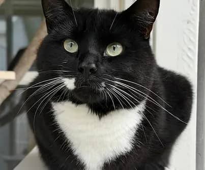 Chowder - Domestic Shorthair cat available for adoption at S.H.A.I.D. Tree Animal Shelter in Bridgewater