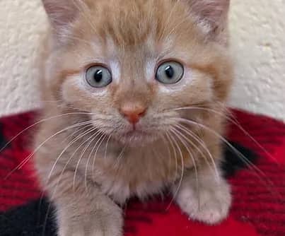 Puma - Domestic Shorthair cat available for adoption at S.H.A.I.D. Tree Animal Shelter in Bridgewater