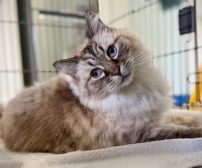 Odette - Domestic Shorthair available for adoption