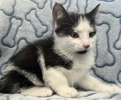 Shenzi - Domestic Shorthair cat available for adoption at S.H.A.I.D. Tree Animal Shelter in Bridgewater