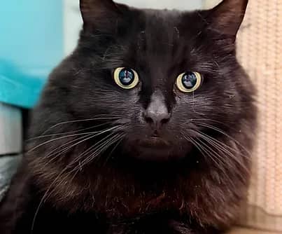 Bertha - Domestic Shorthair cat available for adoption at S.H.A.I.D. Tree Animal Shelter in Bridgewater