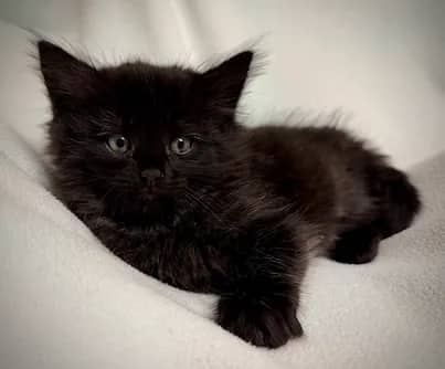 Natsu - Domestic Shorthair cat available for adoption at S.H.A.I.D. Tree Animal Shelter in Bridgewater
