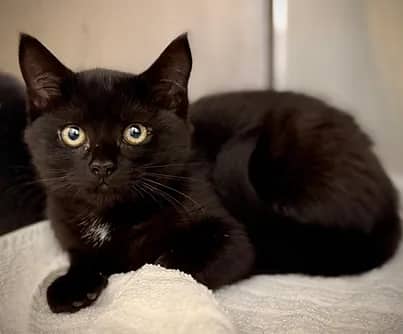 Excelsa - Domestic Shorthair cat available for adoption at S.H.A.I.D. Tree Animal Shelter in Bridgewater