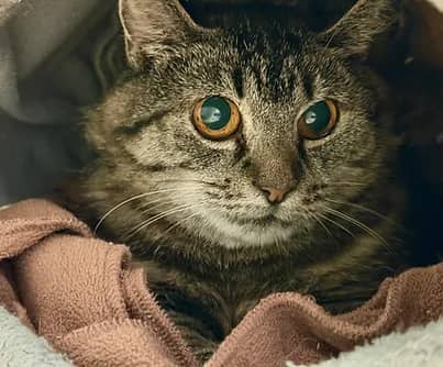 Vermax - Domestic Shorthair cat available for adoption at S.H.A.I.D. Tree Animal Shelter in Bridgewater
