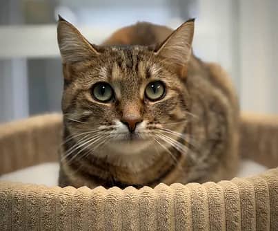 Zilla - Domestic Shorthair cat available for adoption in Nova Scotia