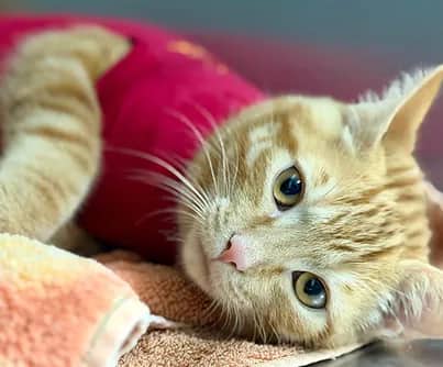 Thu - Domestic Shorthair available for adoption