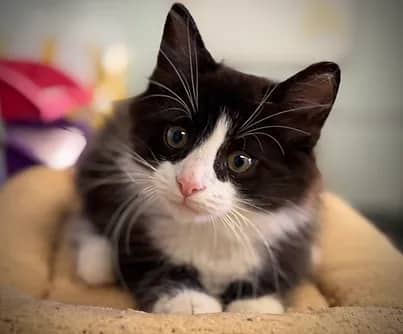 Aang - Domestic Shorthair cat available for adoption at S.H.A.I.D. Tree Animal Shelter in Bridgewater