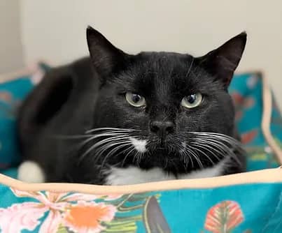 Cherry - Domestic Shorthair cat available for adoption at S.H.A.I.D. Tree Animal Shelter in Bridgewater