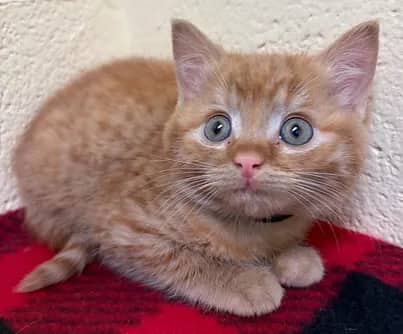 Tilcayo - Domestic Shorthair cat available for adoption at S.H.A.I.D. Tree Animal Shelter in Bridgewater