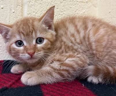 Javan - Domestic Shorthair cat available for adoption at S.H.A.I.D. Tree Animal Shelter in Bridgewater