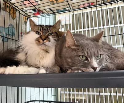 Michelin - Domestic Shorthair cat available for adoption at S.H.A.I.D. Tree Animal Shelter in Bridgewater