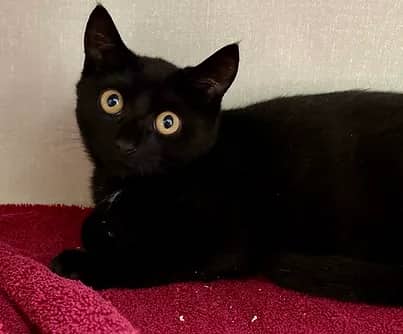 Martial - Domestic Shorthair available for adoption