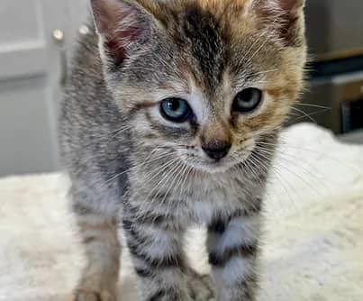 Jazz - Domestic Shorthair cat available for adoption at S.H.A.I.D. Tree Animal Shelter in Bridgewater