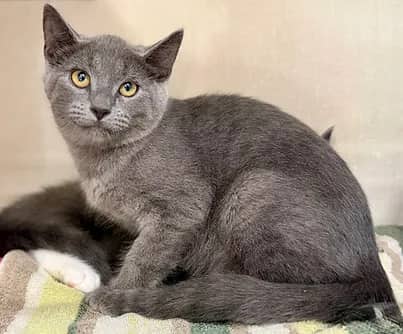Ship - Domestic Shorthair cat available for adoption at S.H.A.I.D. Tree Animal Shelter in Bridgewater