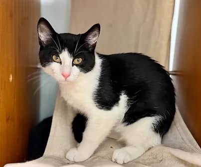 Coal - Domestic Shorthair available for adoption