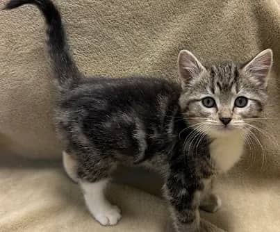 Scissors - Domestic Shorthair available for adoption