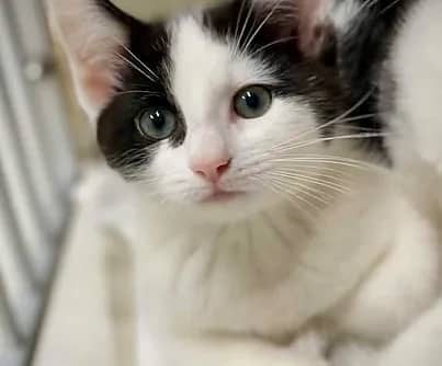 Rizzo - Domestic Shorthair available for adoption