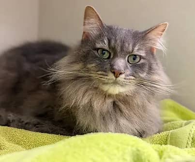 Owlin - Domestic Shorthair cat available for adoption at S.H.A.I.D. Tree Animal Shelter in Bridgewater