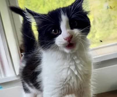 Yang - Domestic Shorthair available for adoption