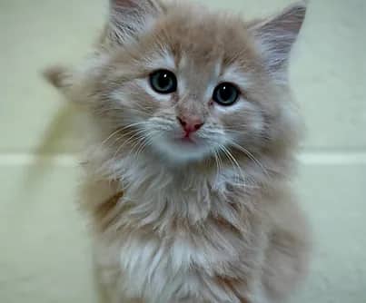 Chicken - Domestic Shorthair cat available for adoption at S.H.A.I.D. Tree Animal Shelter in Bridgewater
