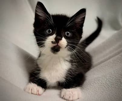 Carla - Domestic Shorthair cat available for adoption at S.H.A.I.D. Tree Animal Shelter in Bridgewater