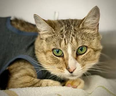 Tumi - Domestic Shorthair cat available for adoption at S.H.A.I.D. Tree Animal Shelter in Bridgewater