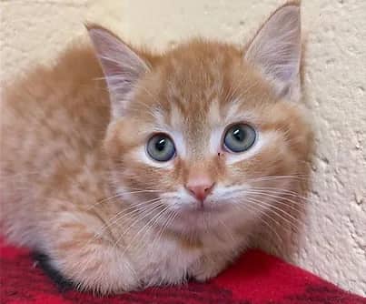 Pantera - Domestic Shorthair cat available for adoption at S.H.A.I.D. Tree Animal Shelter in Bridgewater
