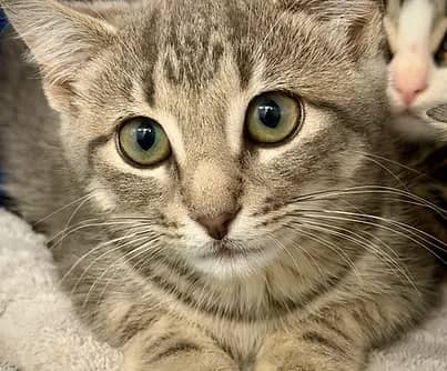 Eclair - Domestic Shorthair available for adoption