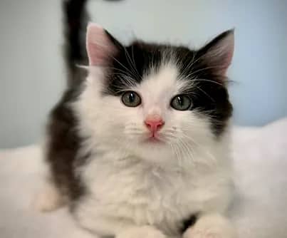 Spell - Domestic Shorthair cat available for adoption at S.H.A.I.D. Tree Animal Shelter in Bridgewater