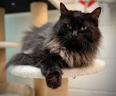 Royal - Domestic Shorthair available for adoption