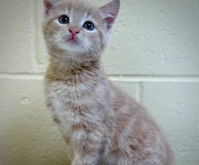 Miso - Domestic Shorthair cat available for adoption at S.H.A.I.D. Tree Animal Shelter in Bridgewater