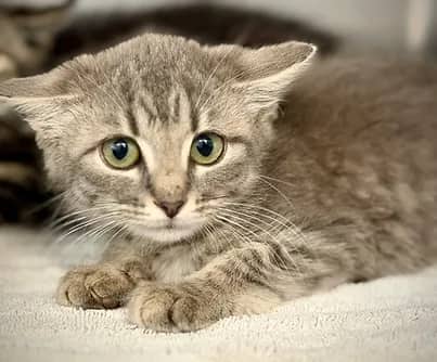 Brioche - Domestic Shorthair cat available for adoption at S.H.A.I.D. Tree Animal Shelter in Bridgewater