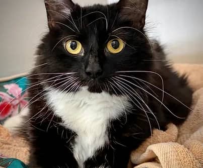 Myles - Domestic Shorthair cat available for adoption in Nova Scotia