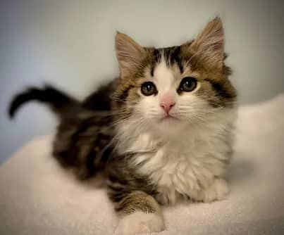 Flow - Domestic Shorthair cat available for adoption at S.H.A.I.D. Tree Animal Shelter in Bridgewater