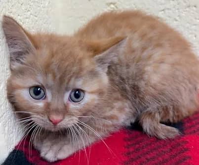 Lioness - Domestic Shorthair cat available for adoption at S.H.A.I.D. Tree Animal Shelter in Bridgewater