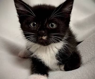 Peeves - Domestic Shorthair cat available for adoption at S.H.A.I.D. Tree Animal Shelter in Bridgewater