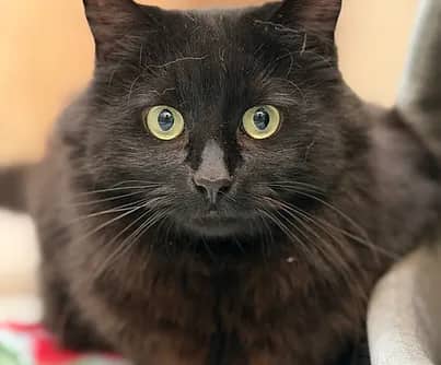 Bertha - Domestic Shorthair available for adoption