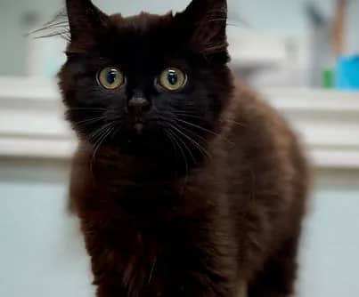 Whisper - Domestic Shorthair cat available for adoption at S.H.A.I.D. Tree Animal Shelter in Bridgewater
