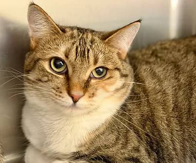 Zilla - Domestic Shorthair cat available for adoption at S.H.A.I.D. Tree Animal Shelter in Bridgewater