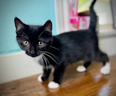 Yin - Domestic Shorthair available for adoption