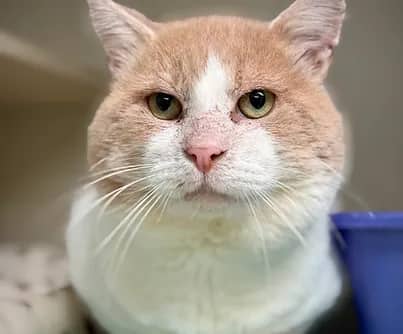 Sussie - Domestic Shorthair cat available for adoption at S.H.A.I.D. Tree Animal Shelter in Bridgewater