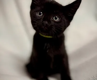 Gajeel - Domestic Shorthair cat available for adoption at S.H.A.I.D. Tree Animal Shelter in Bridgewater