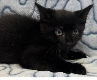 Ed - Domestic Shorthair cat available for adoption at S.H.A.I.D. Tree Animal Shelter in Bridgewater