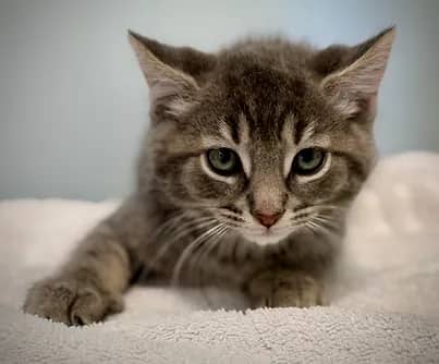Peppo - Domestic Shorthair cat available for adoption at S.H.A.I.D. Tree Animal Shelter in Bridgewater