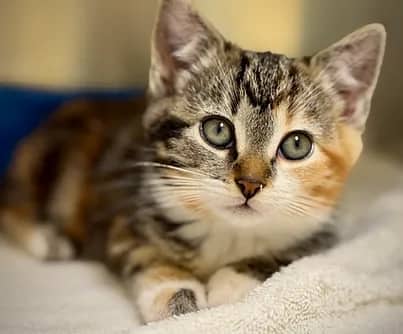 Stew - Domestic Shorthair cat available for adoption at S.H.A.I.D. Tree Animal Shelter in Bridgewater