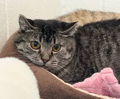 Bertha - Domestic Shorthair cat available for adoption at S.H.A.I.D. Tree Animal Shelter in Bridgewater