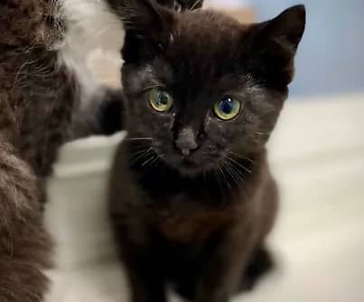 Kieran - Domestic Shorthair cat available for adoption at S.H.A.I.D. Tree Animal Shelter in Bridgewater