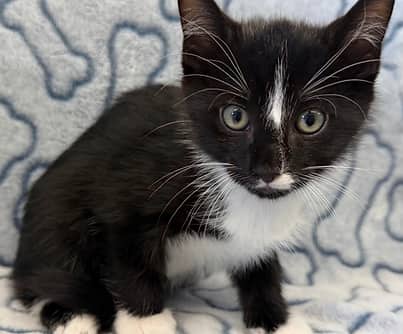 Banzai - Domestic Shorthair cat available for adoption at S.H.A.I.D. Tree Animal Shelter in Bridgewater